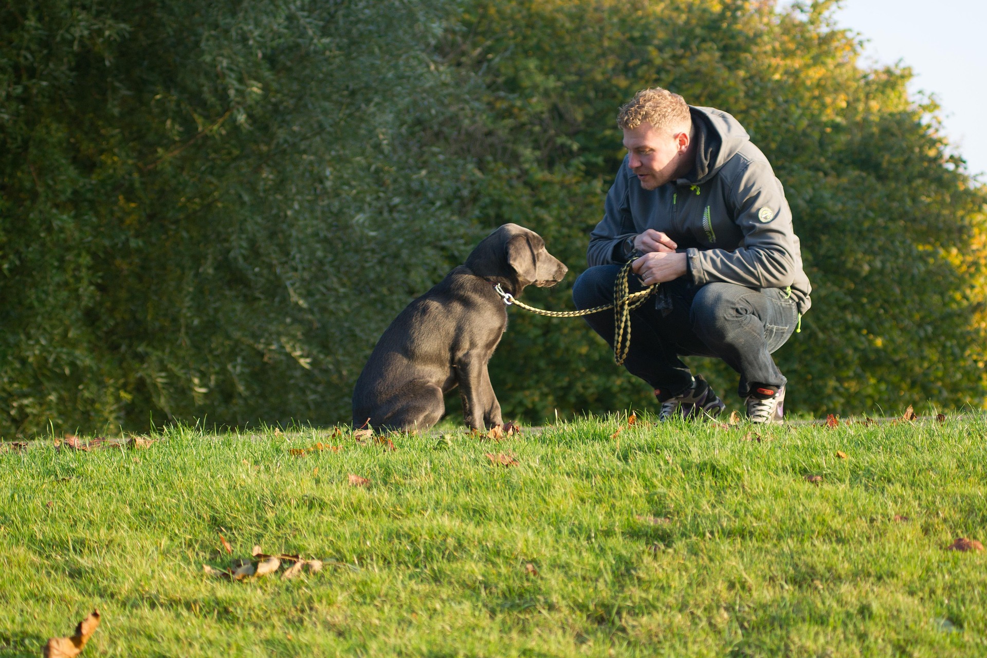Training - dog with owner